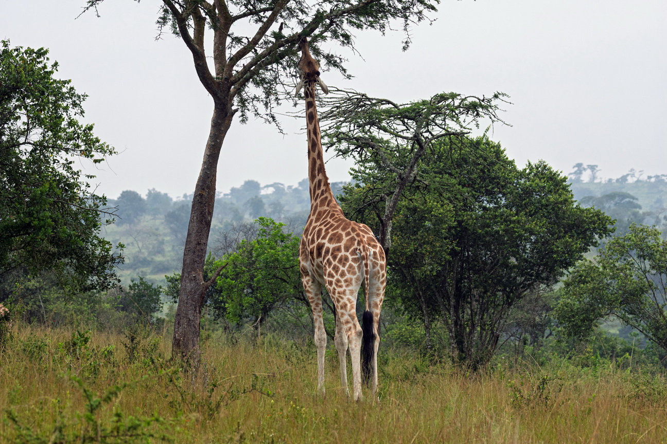 5347 Lake Mburu Giraf.jpg