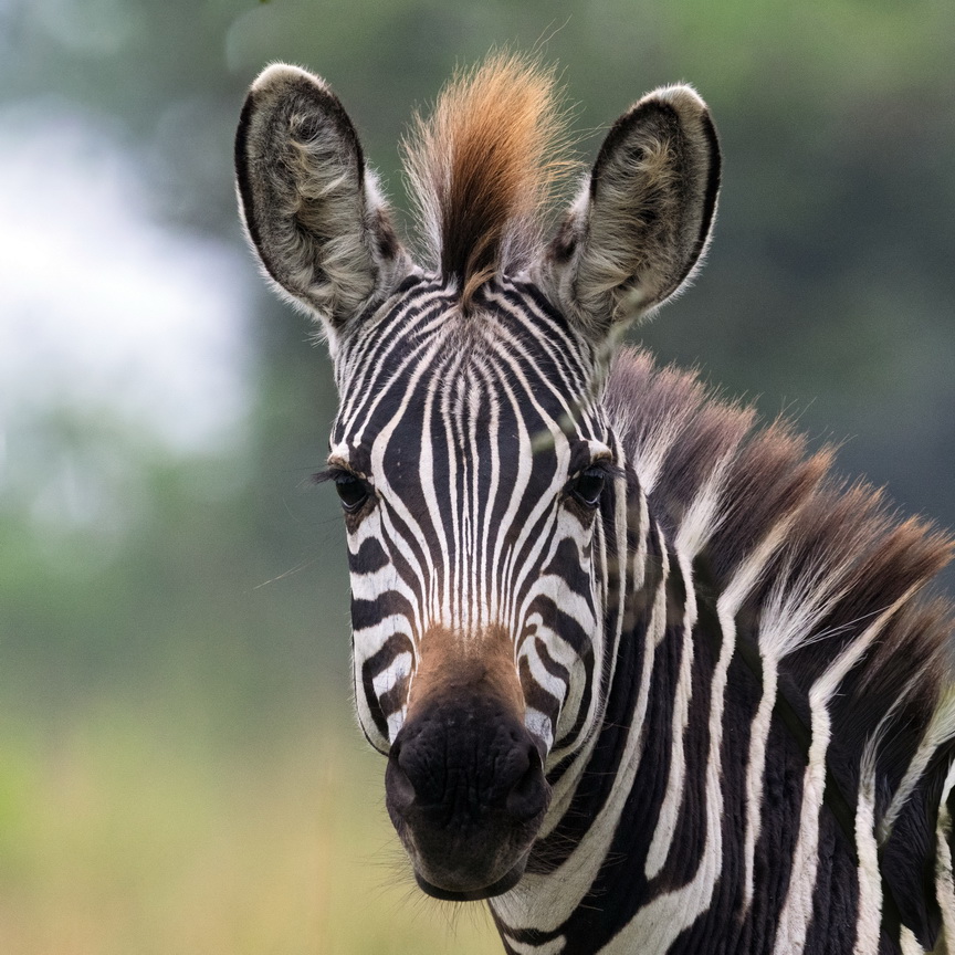 5374 Lake Mburu Zebra.jpg