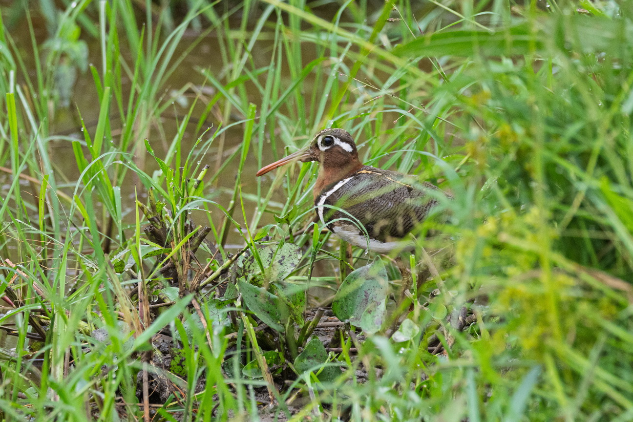 5377 Lake Mburu Goudsnip.jpg