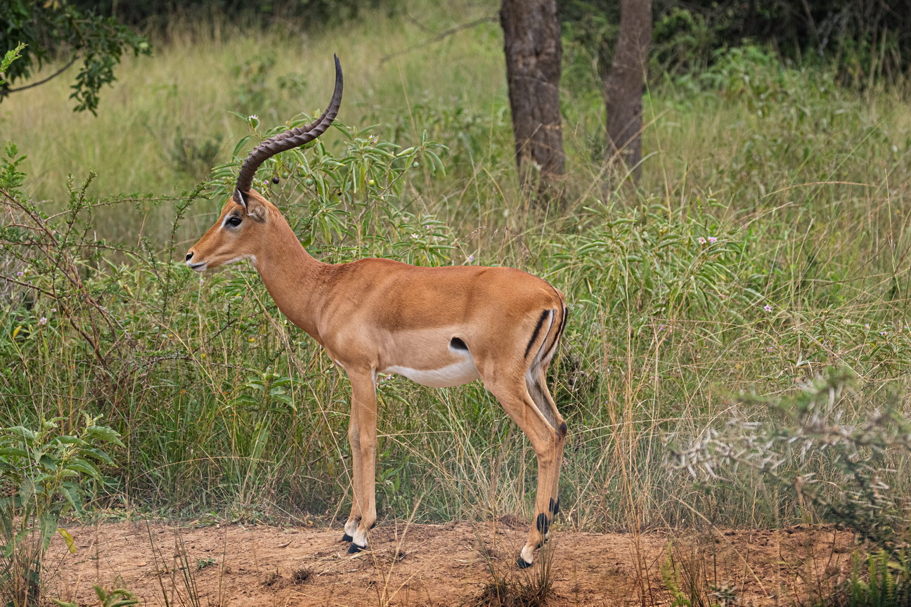 5395 Lake Mburu Impala.jpg