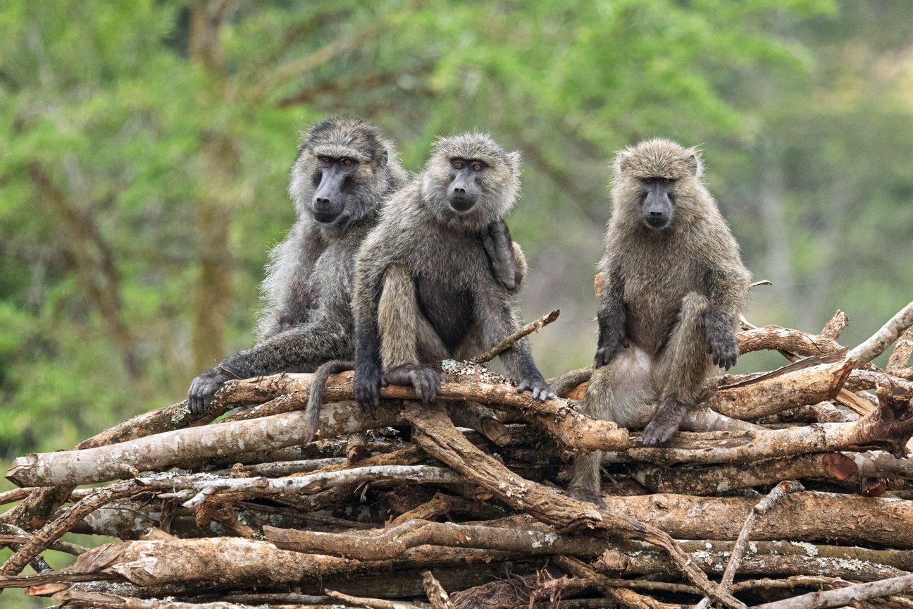 5418 Lake Mburu Baviaan.jpg