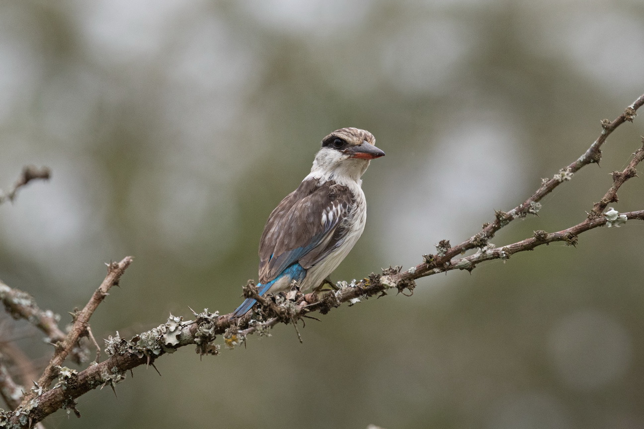 5423 Lake Mburu Gestreepte IJsvogel.jpg