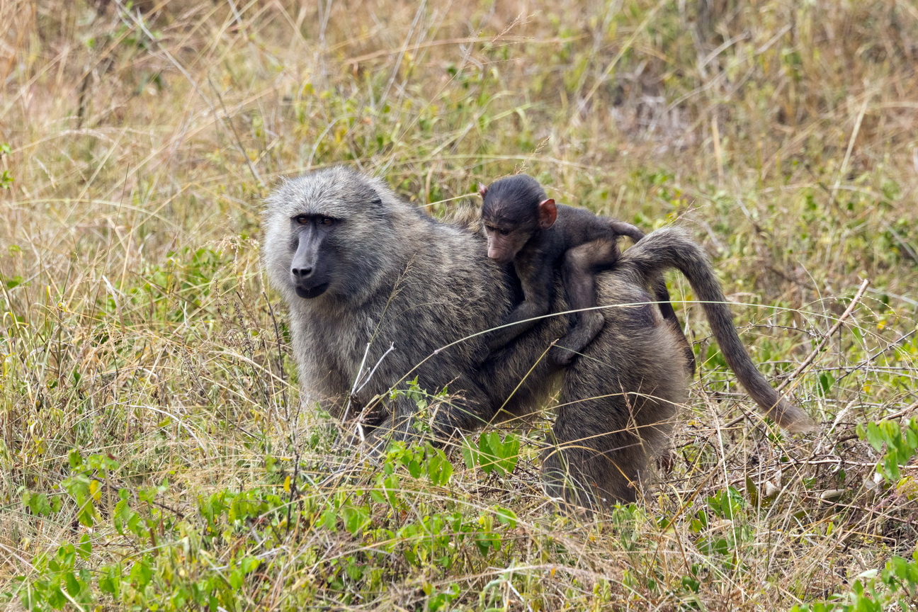 5433 Lake Mburu Baviaan.jpg