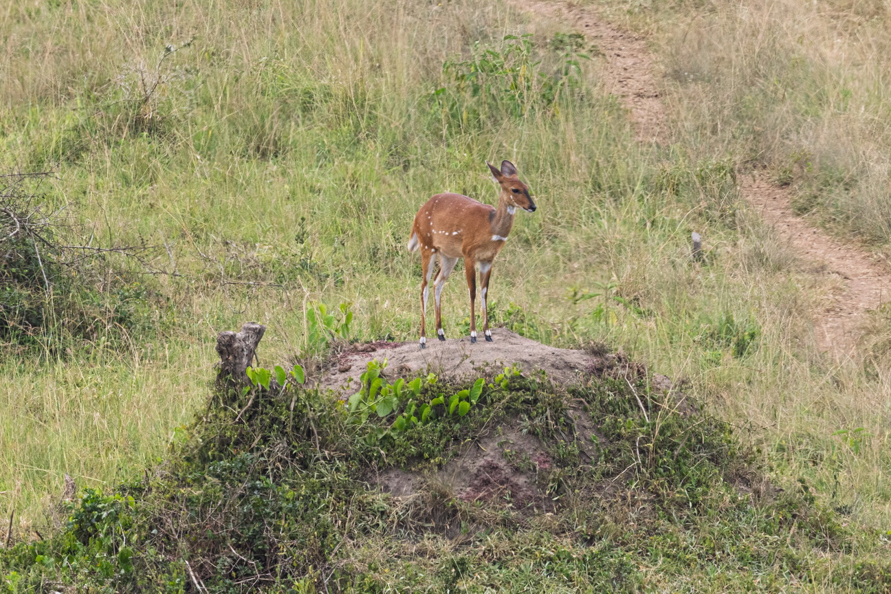 5438 Lake Mburu Bushbuck.jpg