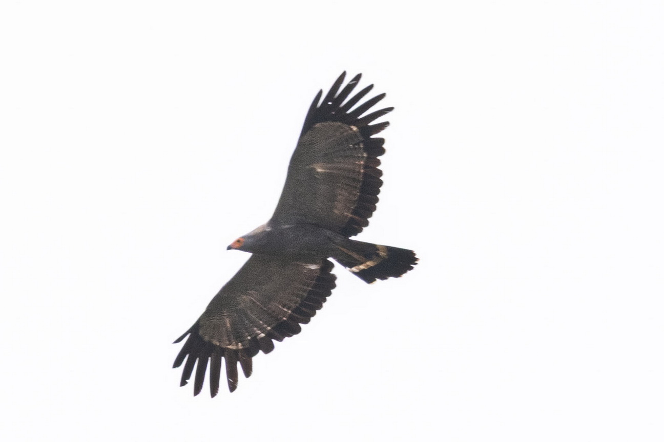 5443 Lake Mburu Bateleur.jpg
