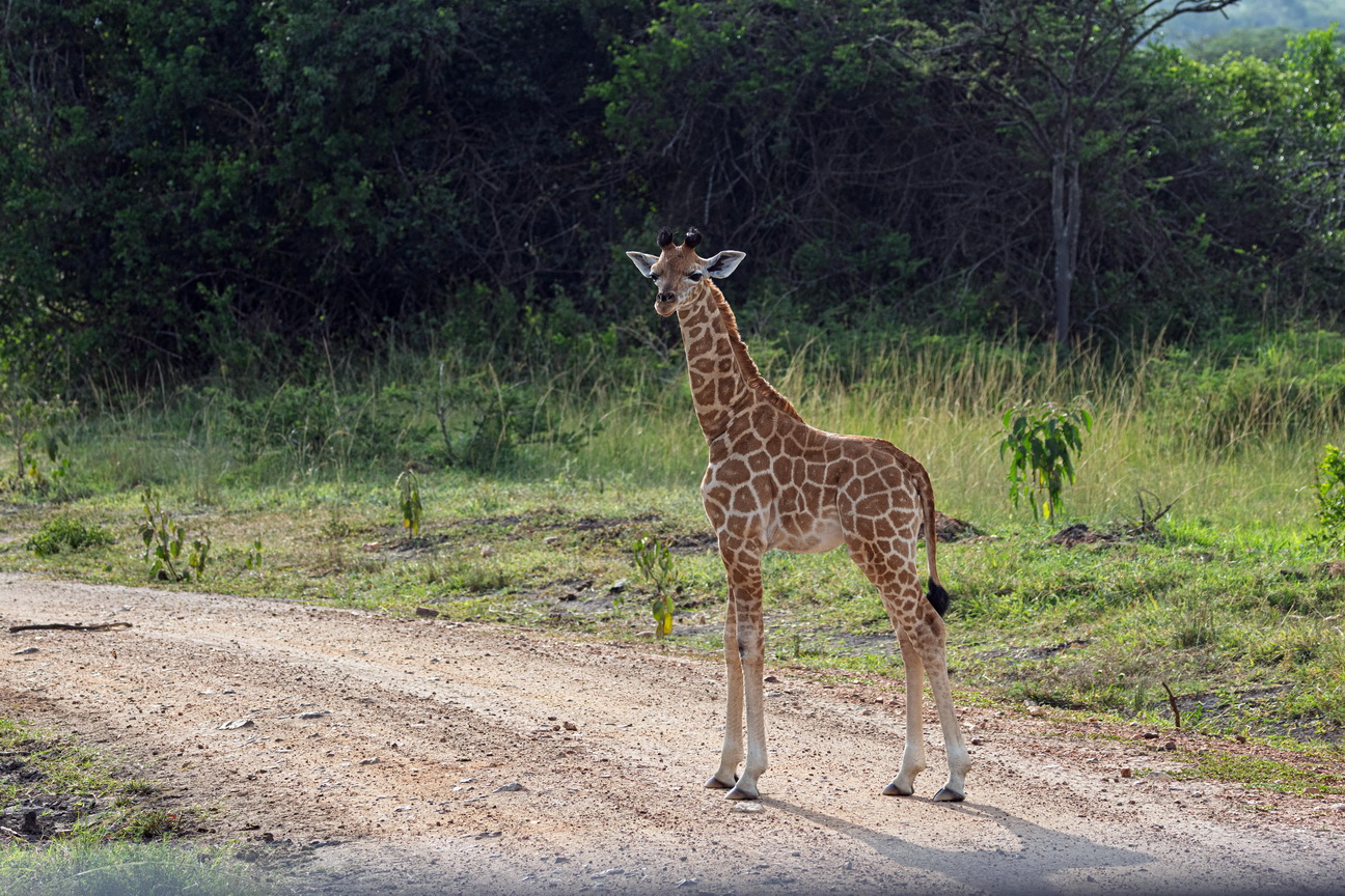 5450 Lake Mburu Giraf.jpg