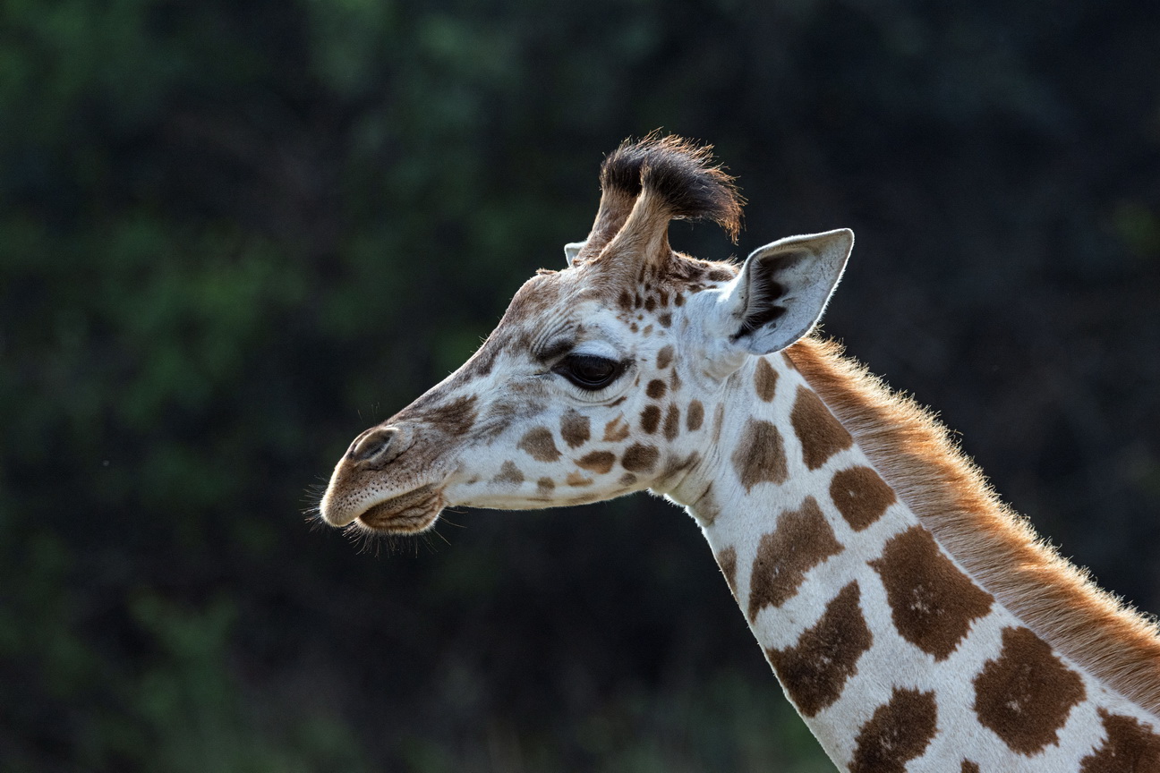 5453 Lake Mburu Giraf.jpg