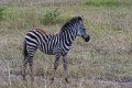 5318 Lake Mburu Zebra