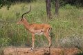 5395 Lake Mburu Impala