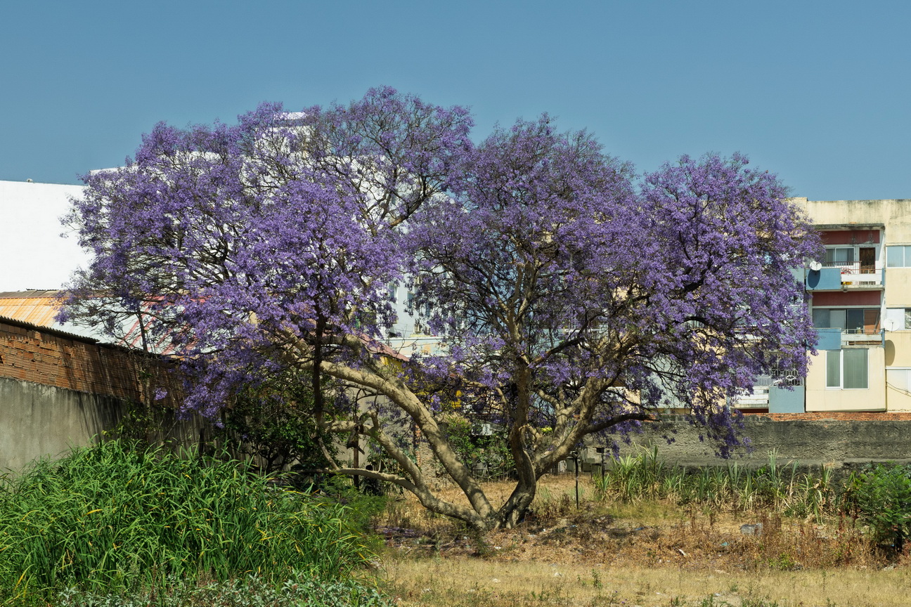 7714 Lubango Jacarandaboom.jpg