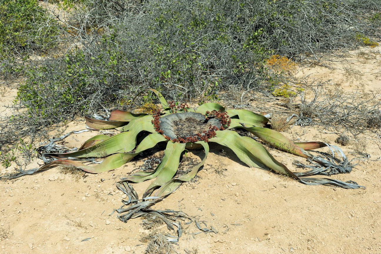 7834 Mossamedes Welwitcha.jpg