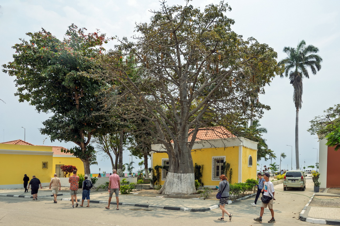 7876 Benguela Baobab.jpg
