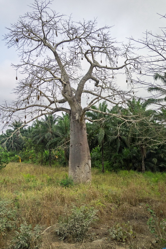 7913 Onderweg Baobab.jpg