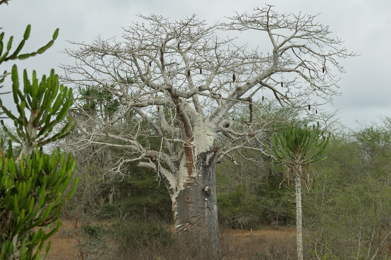 8019 Kissama NP Baobab.jpg