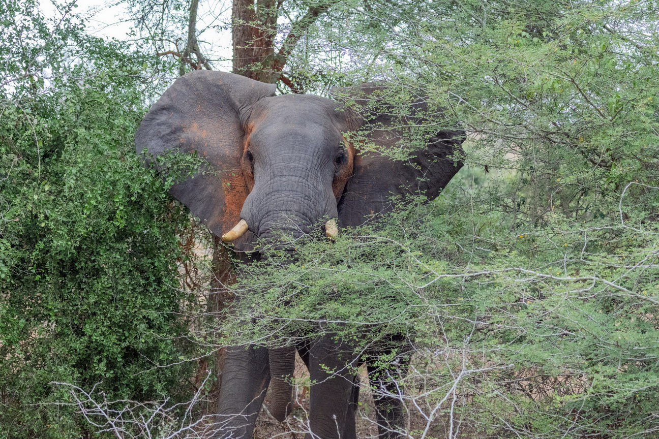 8028 Kissama NP Olifant.jpg
