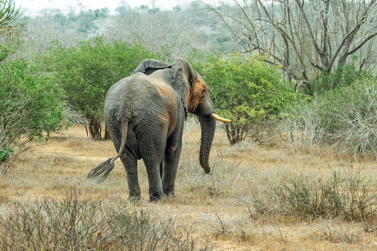 8032 Kissama NP Olifant.jpg