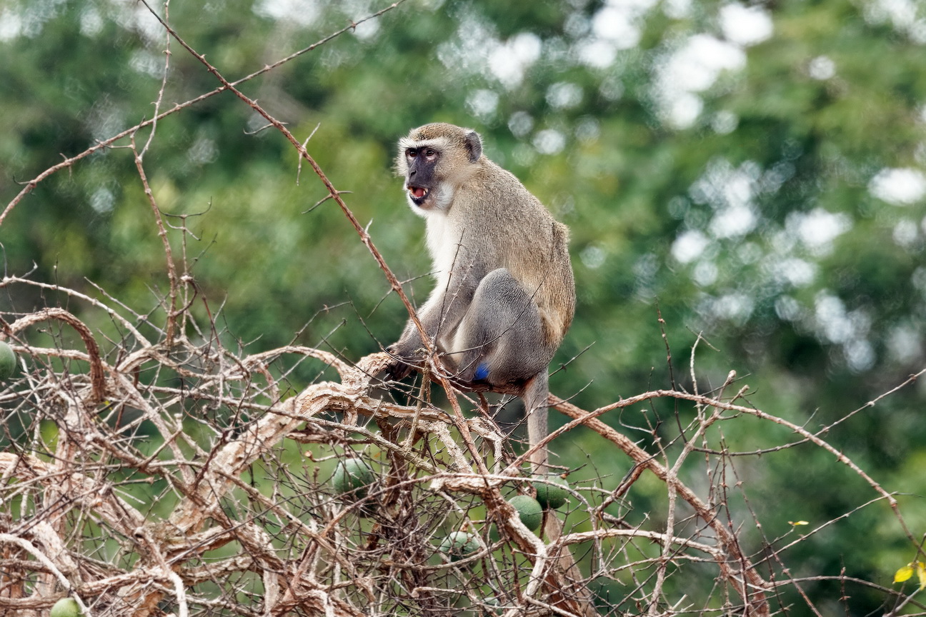 8041 Kissama NP Groene Meerkat.jpg