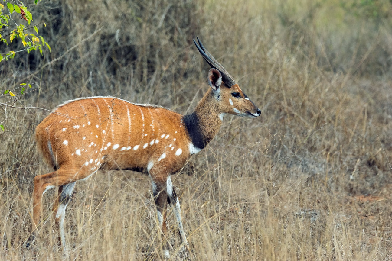 8053 Kissama NP Bushbuck.jpg