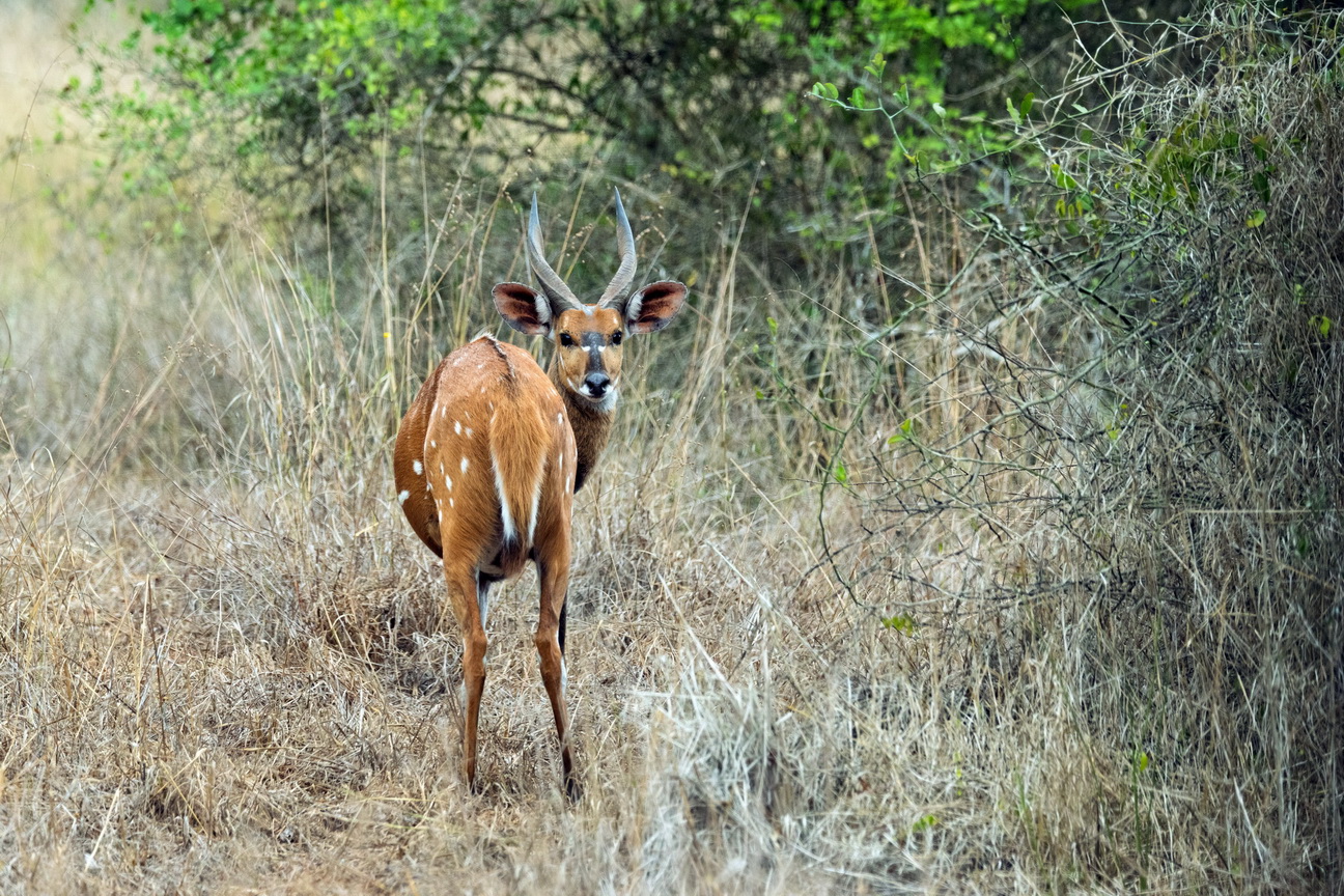 8063 Kissama NP Bushbuck.jpg