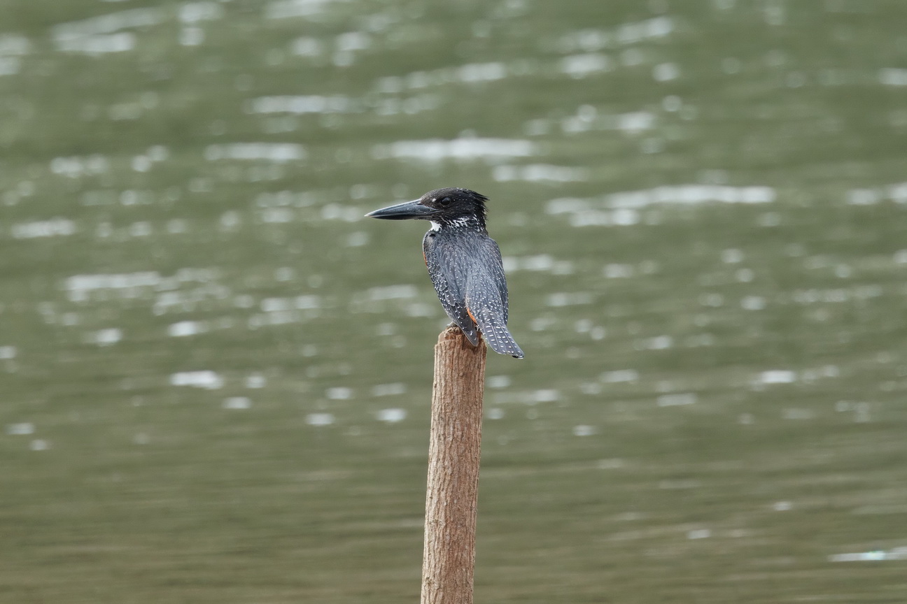 8109 Kissama NP ReuzenIJsvogel.jpg
