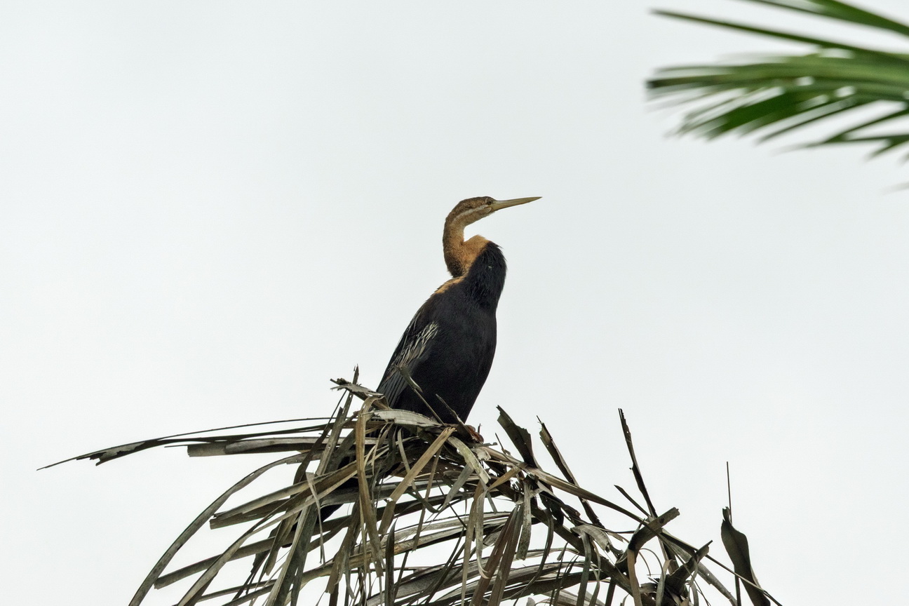 8146 Kissama NP Slangenhalsvogel.jpg