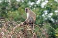 8041 Kissama NP Groene Meerkat