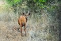 8063 Kissama NP Bushbuck