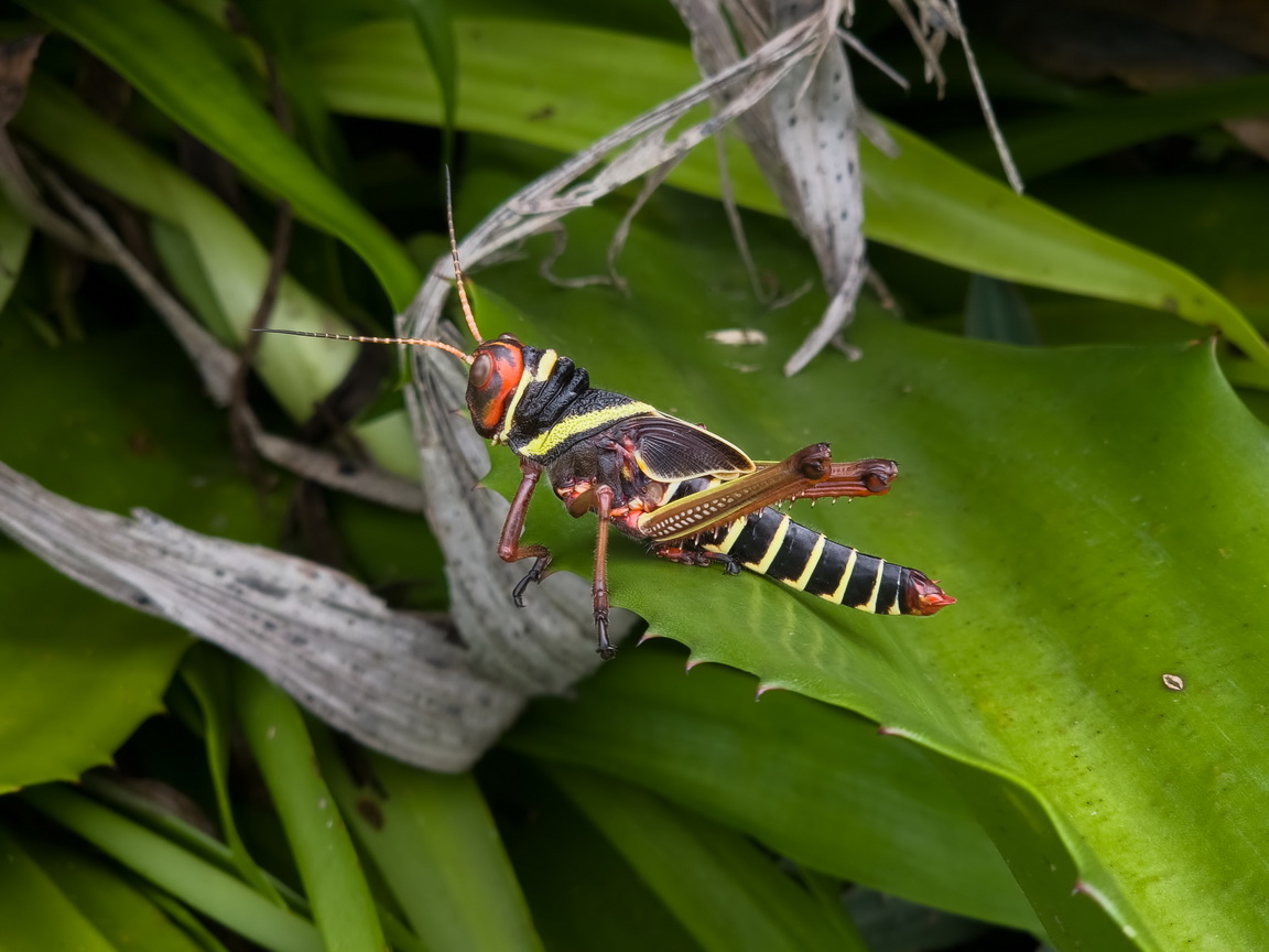 105404 Kourou Sprinkhanen.jpg
