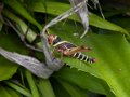 105404 Kourou Sprinkhanen