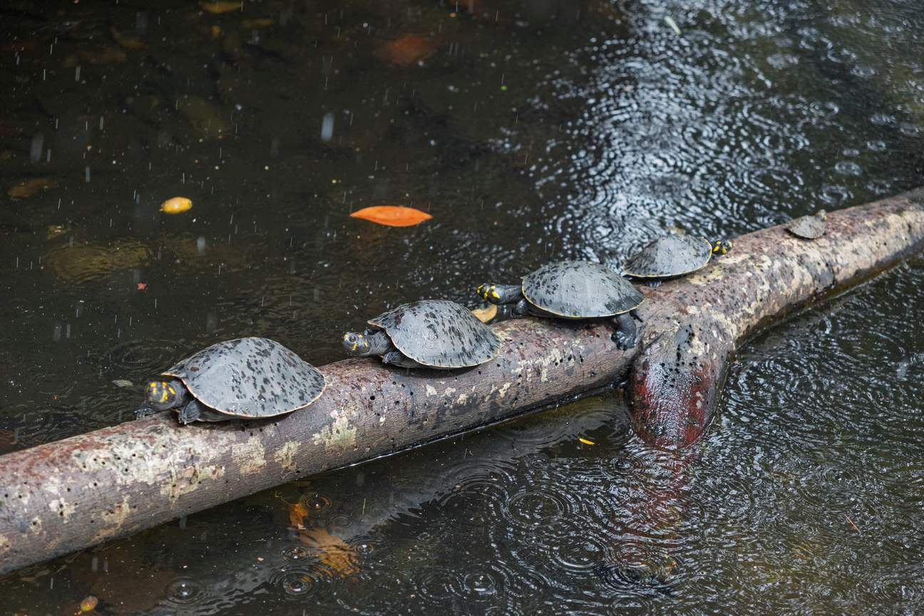 5974 Macapa Park.jpg