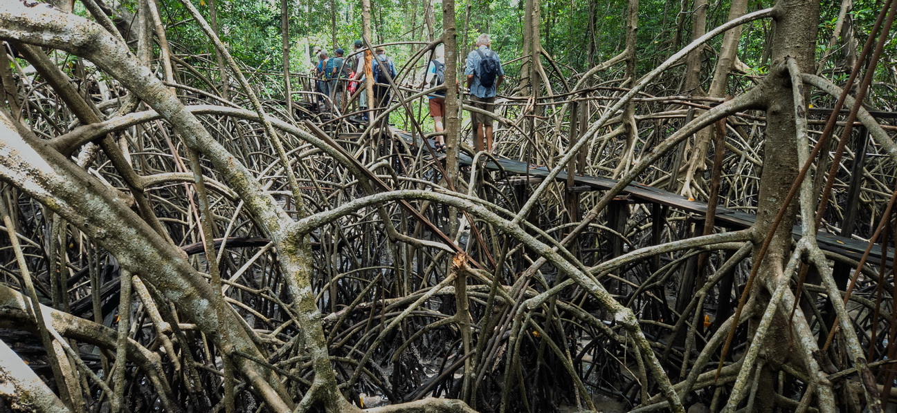 112549 Marajo eiland Mangrove.jpg