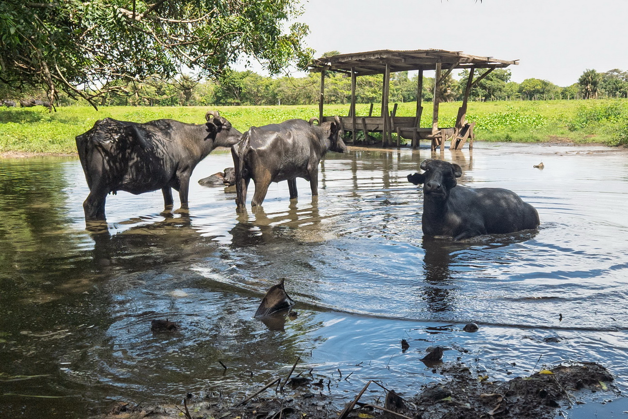 141752 Marajo eiland Waterbuffel.jpg