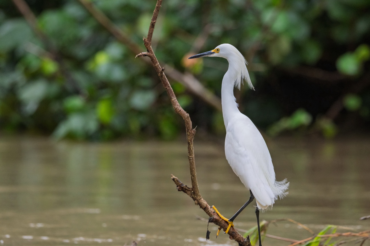 6227 Marajo eiland Kleine Zilverreiger.jpg