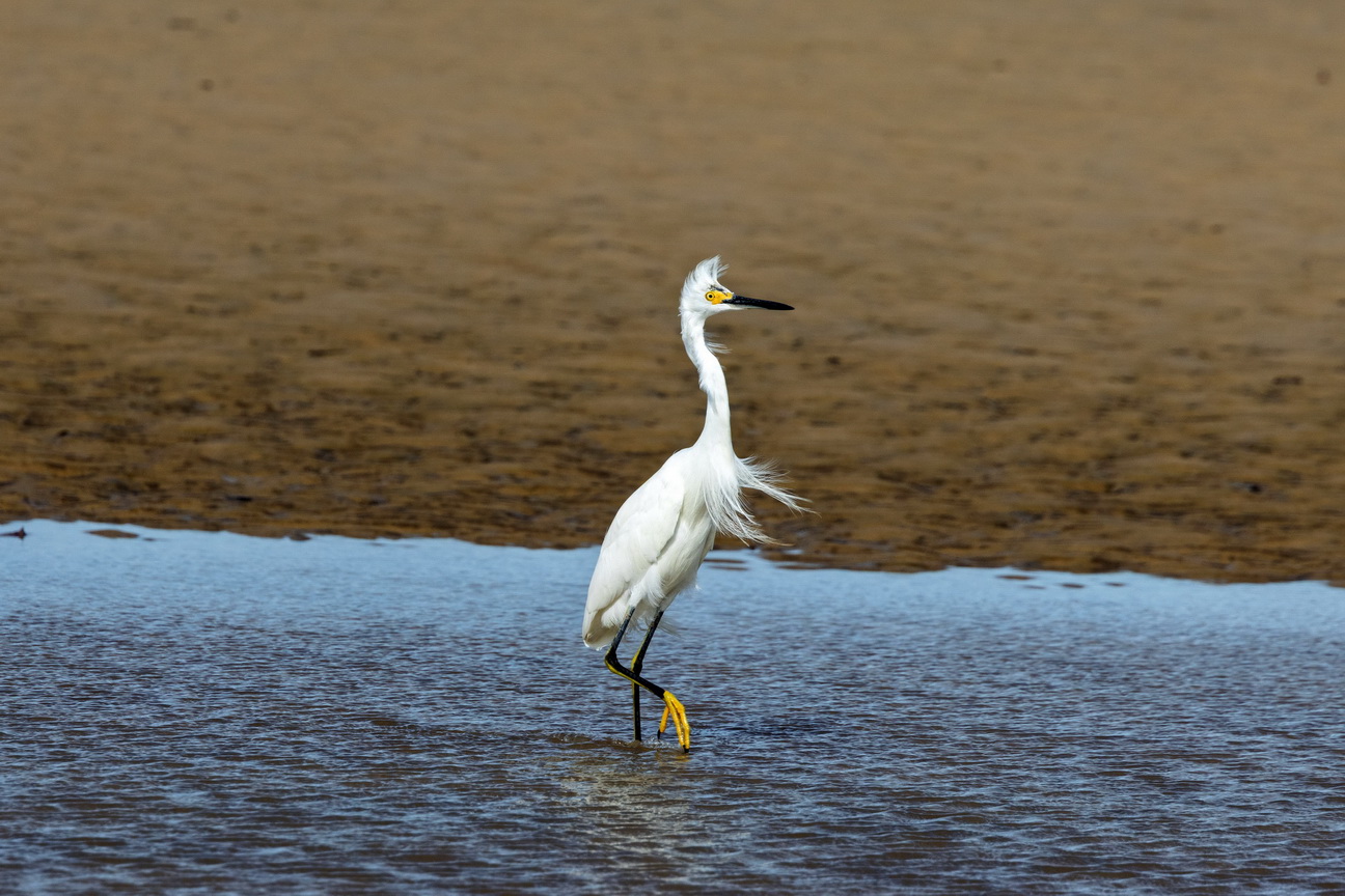 6285 Marajo eiland Kleine Zilverreiger.jpg