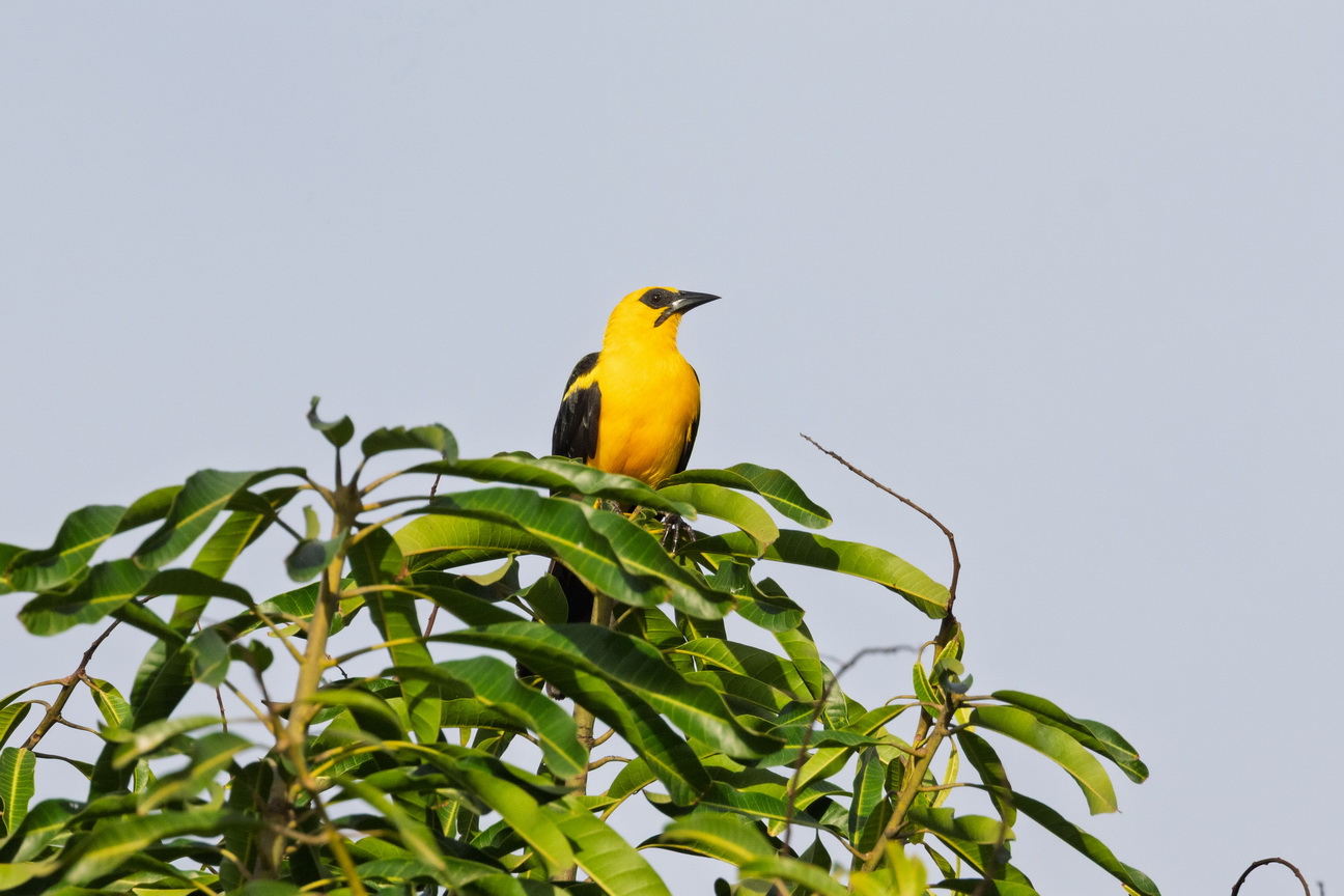 6296 Marajo eiland Wielewaaltroepiaal.jpg