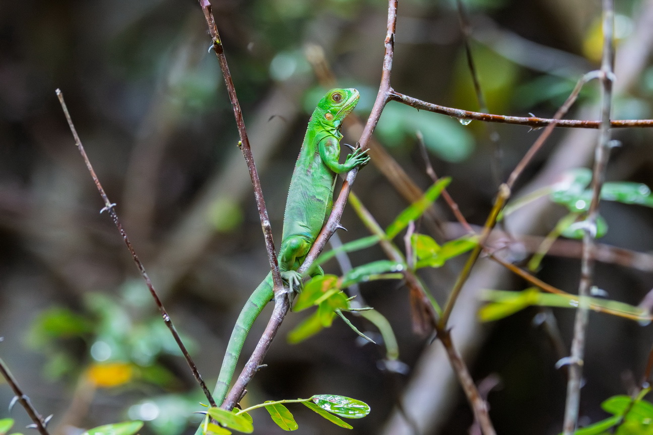 6372 Marajo eiland Groene Leguaan.jpg