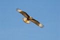 6145 Marajo eiland Caracara