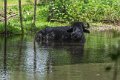 6245 Marajo eiland Waterbuffel