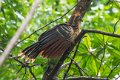6347 Marajo eiland Hoatzin