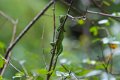6370 Marajo eiland Groene Leguaan