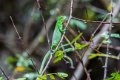 6372 Marajo eiland Groene Leguaan