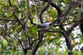 6601 Barreirinhas Reuzenijsvogel