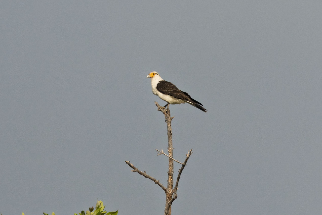 6658 Parnaiba Geelkopcaracara.jpg