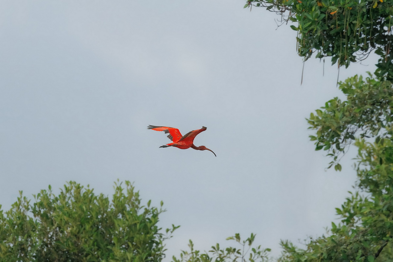6693 Parnaiba Rode Ibis.jpg