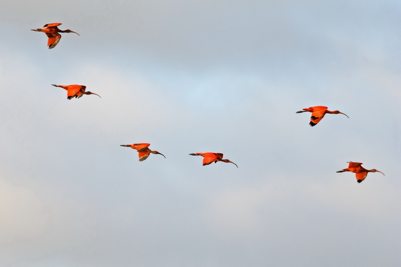 6713 Parnaiba Rode Ibis.jpg