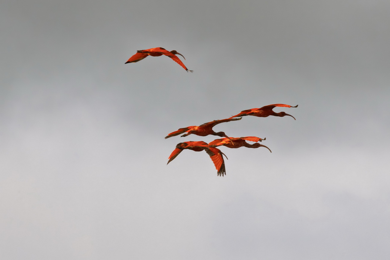 6754 Parnaiba Rode Ibis.jpg