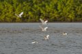 6768 Parnaiba Klene Zilverreiger