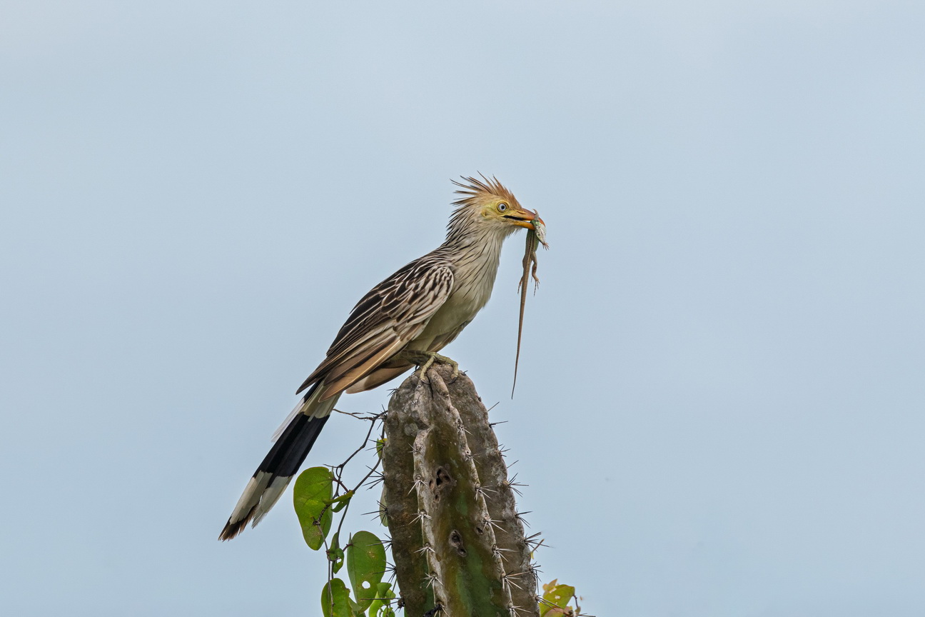 6817 Jericoacoara Guirakoekoek.jpg