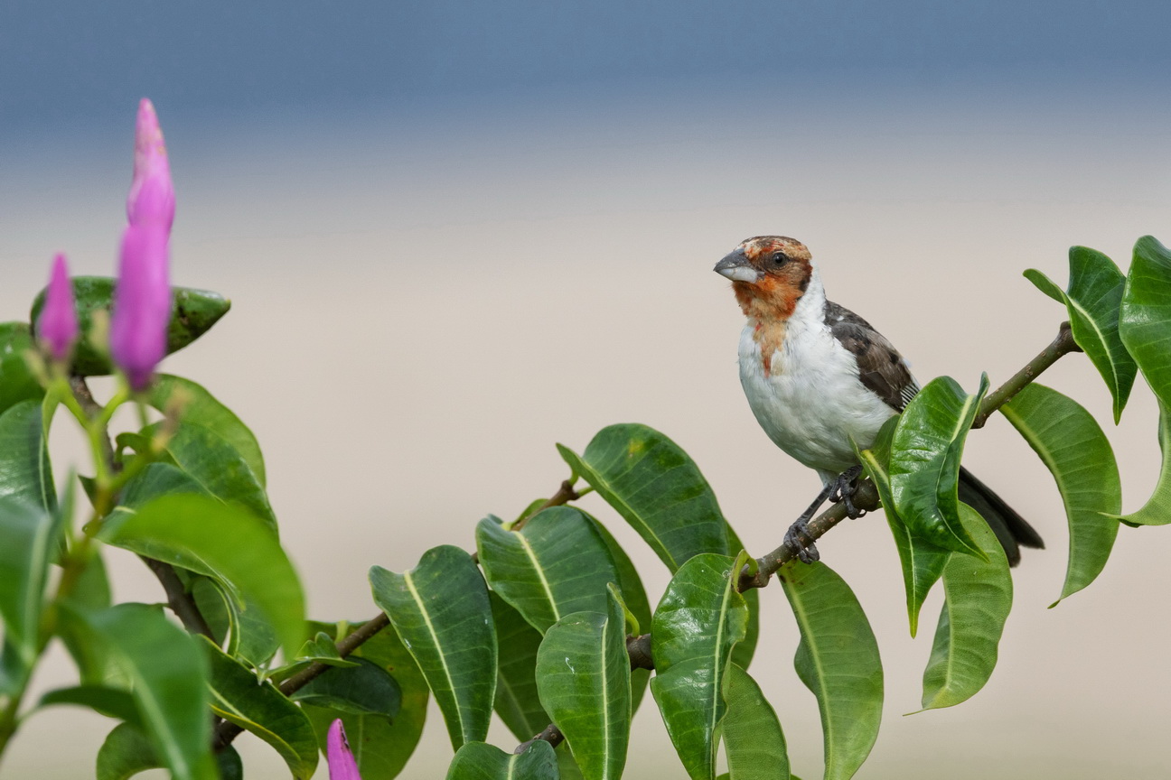 6844 Jericoacoara Dominicanerkardinaal.jpg