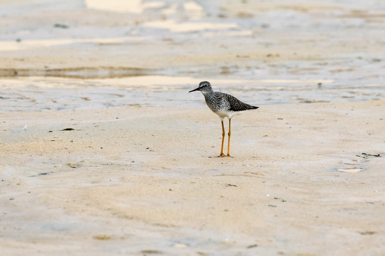 6848 Jericoacoara Kleine geelpootruiter.jpg